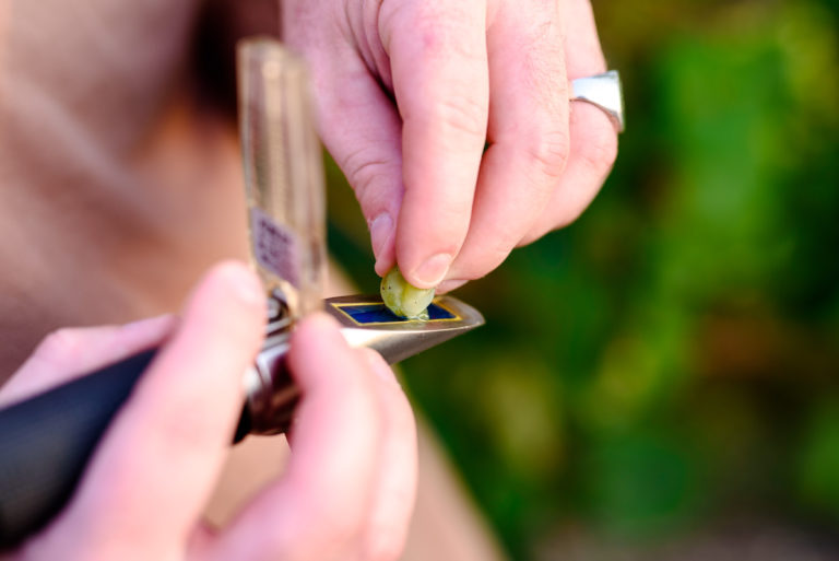 0071 0307 Weinbau Schreiber 20160914 RR 768x513