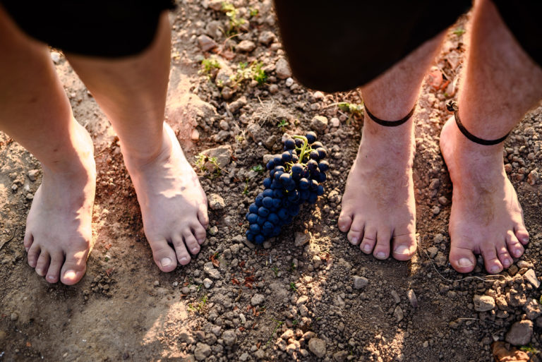 0080 0293 Weinbau Schreiber 20160914 RR 768x513