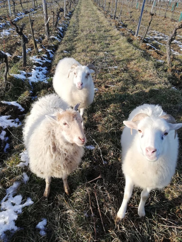 IMG 20210215 WA0003 768x1023