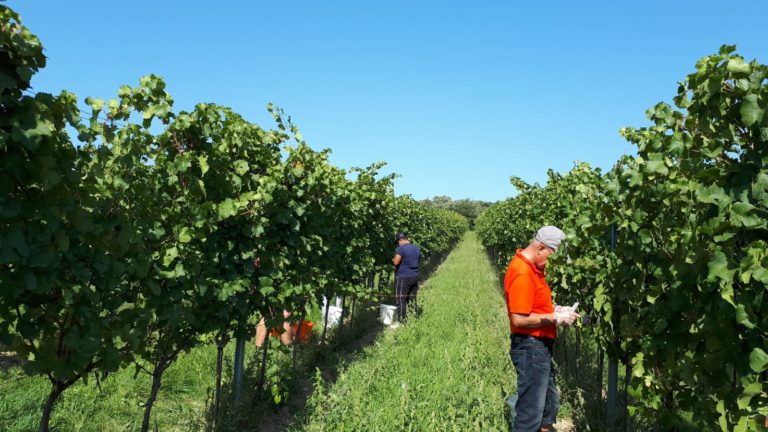 Weingarten lese 2020 768x432