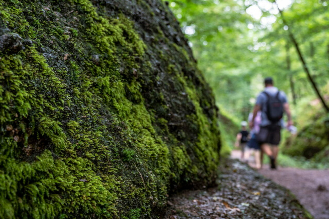 Rundwanderung Drachen- und Landgrafenschlucht Eisenach, Foto: Frank Liebold, Jenafotografx